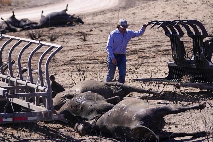 Texas Panhandle ranchers face losses and grim task of removing dead cattle killed by wildfires