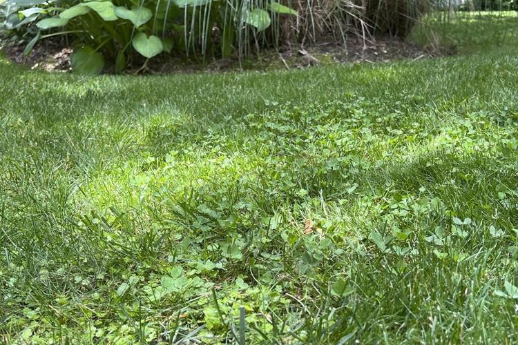 How gardeners can find that tricky balance between lawn and not-lawn