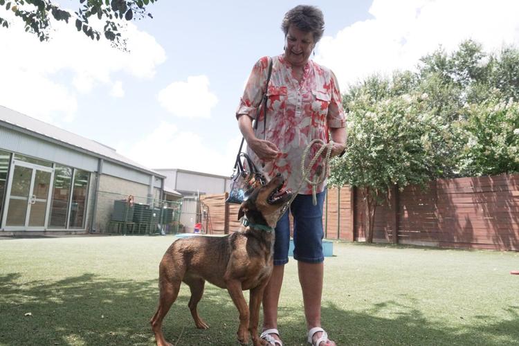 Concerns about the New World screwworm have put Texas pet adoptions on hold