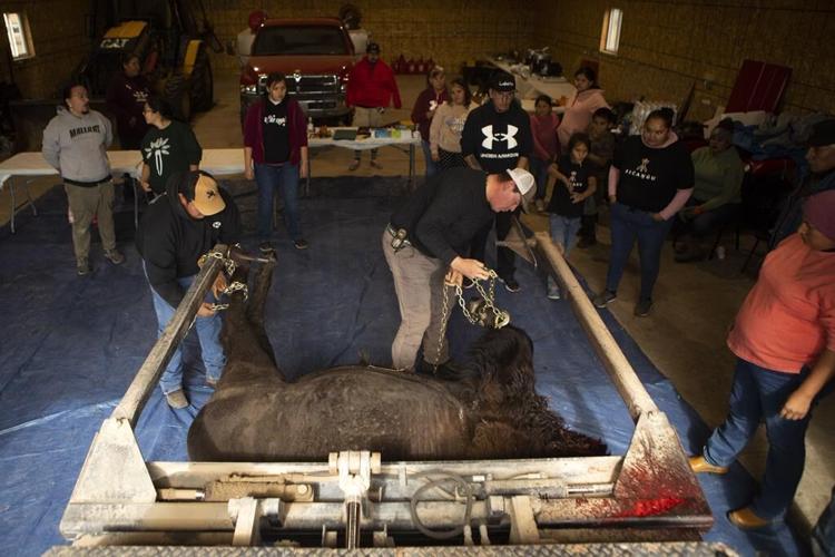 Bison spread as Native American tribes reclaim stewardship