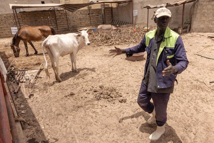 Iran war forces farmers to seek fertilizer alternatives from cow dung to compost