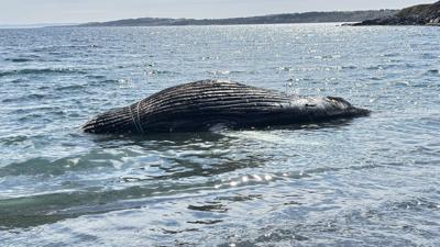 Dead humpback whale wrapped in rope washes ashore in eastern Newfoundland