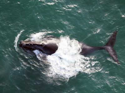 Progress being made in fight to save North Atlantic right whale from extinction