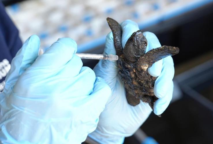 Over 500 baby sea turtles washed ashore in a big storm off South Africa. Here's the rescue effort
