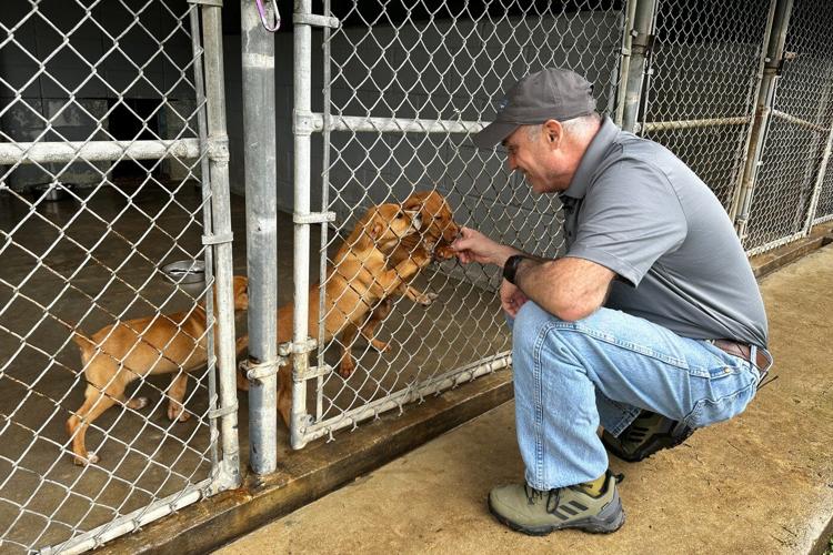 Animal advocates rush to save more than 200 dogs in Mississippi before winter storm