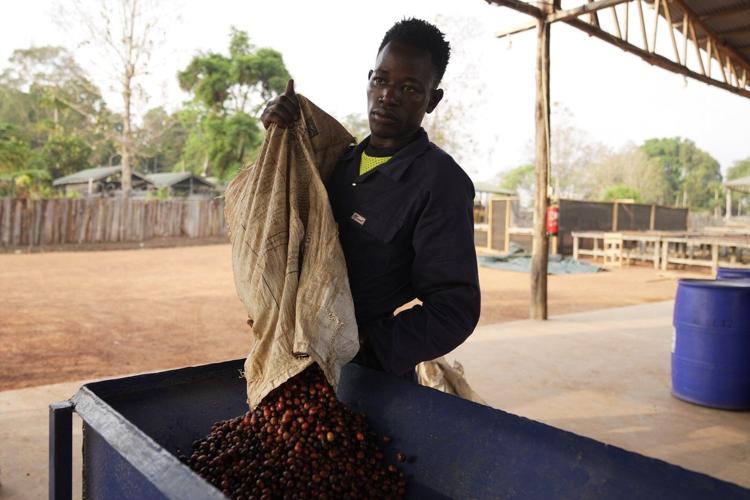 As warming climate hammers coffee crops, South Sudan tests a tougher species