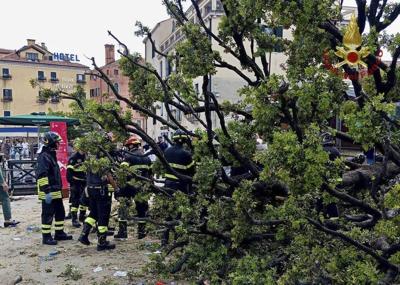 A falling tree in Venice injures a dozen people, including foreign tourists