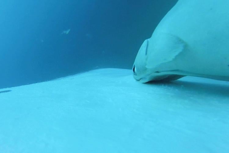 Rare footage shows sucker fish as they whale-surf in the ocean's wildest joyride