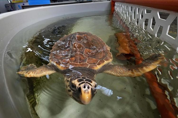 Sea turtles are under threat from trawlers in the Adriatic. A center offers them a sanctuary