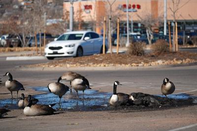 Teen faces charges after geese run over in Winnipeg parking lots: police