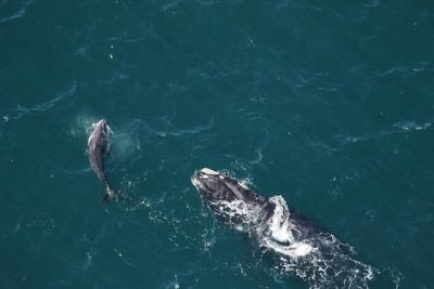 Population of endangered North Atlantic right whales continues decline: study
