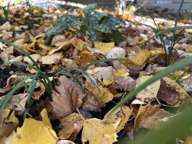 Fall's the best time to prep garden soil for new plants
