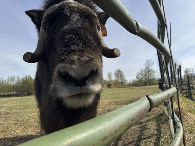 An Alaska Mother's Day tradition: Mingling with ice age survivors on a farm