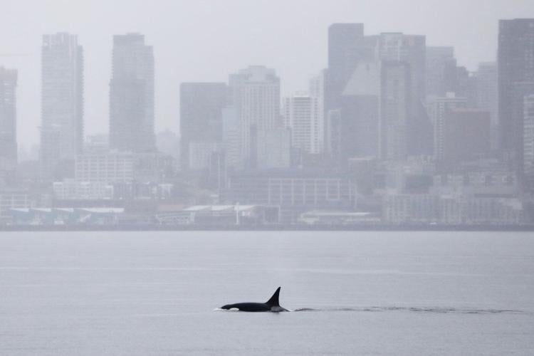 Orcas never seen before in Seattle delight whale watchers with a visit