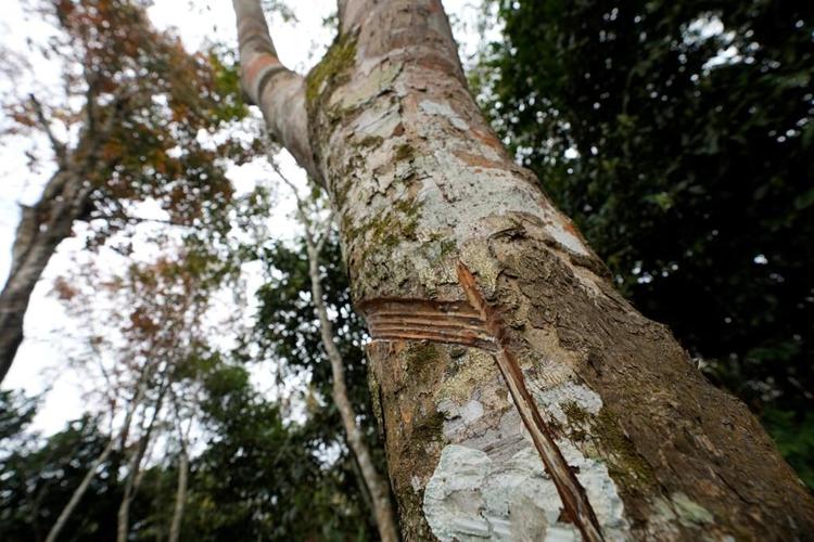 Poverty is killing the Amazon rainforest. Treating soil and farmers better can help save what's left