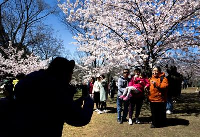 Toronto's 'cherry blossom watch' says it's almost time for popular spring pilgrimage
