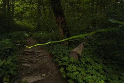 The flickering glow of summer's fireflies: too important to lose, too small to notice them gone
