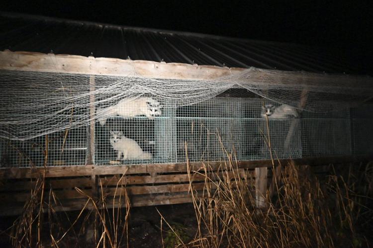 Activists release images of foxes at Finnish fur farms to push EU to ban the trade