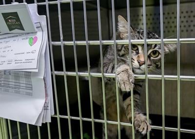Montreal shelter event seeks homes for pets abandoned on Quebec's annual moving day