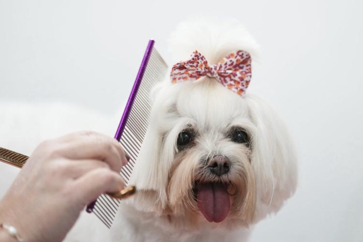 AP PHOTOS: As more Argentines go childless, pampered dogs become part of the family