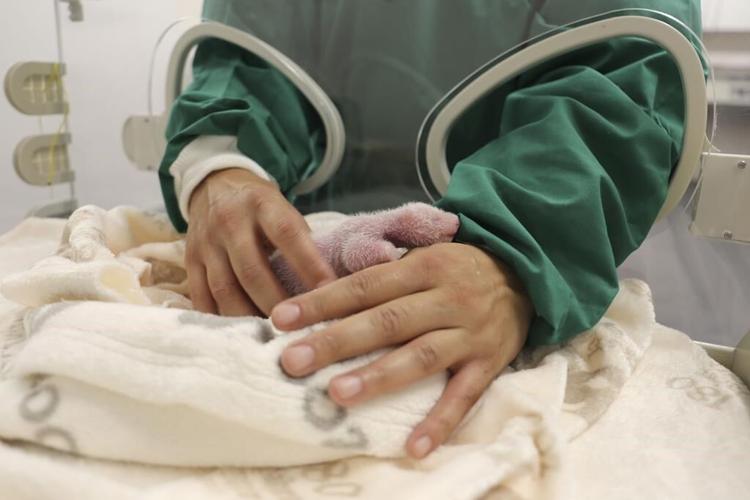 Germany's newest panda twins thrive during first 5 days in Berlin Zoo