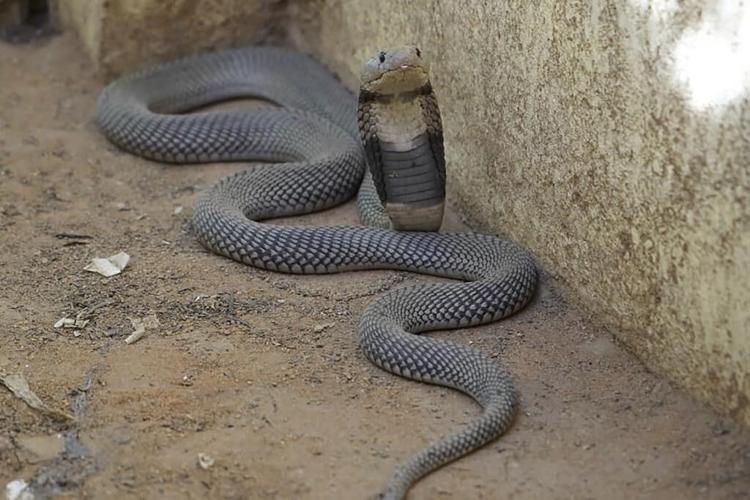 Fears over scores of zoo animals caught in Sudan crossfire