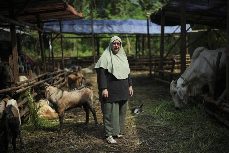 AP PHOTOS: An Indonesian woman thrives in male-dominated cattle trading ahead of Eid al-Adha