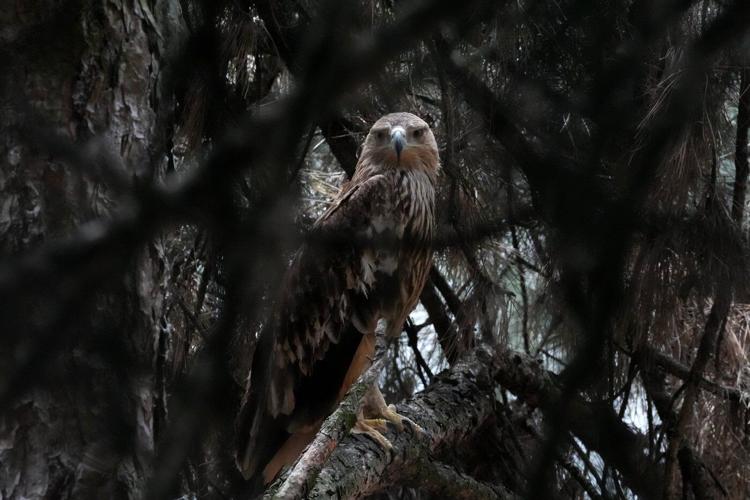 Feliks the eagle is back home in Serbia after a kidnap ordeal in the Middle East