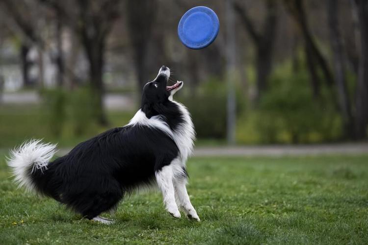 Does your dog understand when you say 'fetch the ball'? A new study in Hungary says yes
