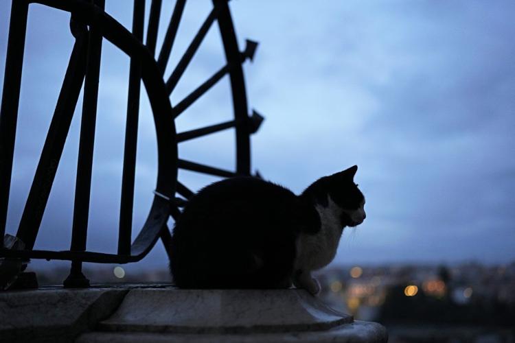 Judge upholds cat custody ruling, saying parenthood and pet ownership aren't same