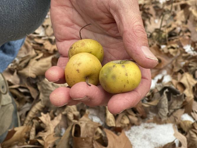 A key to protecting apples from climate change might be hiding in Michigan’s forests