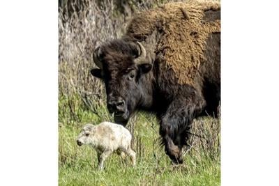 Reported birth of rare white buffalo calf in Yellowstone park fulfills Lakota prophecy