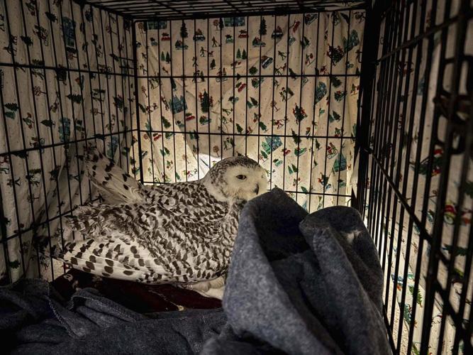 One owl rescued by a Minnesota woman is euthanized; efforts to save the other continue