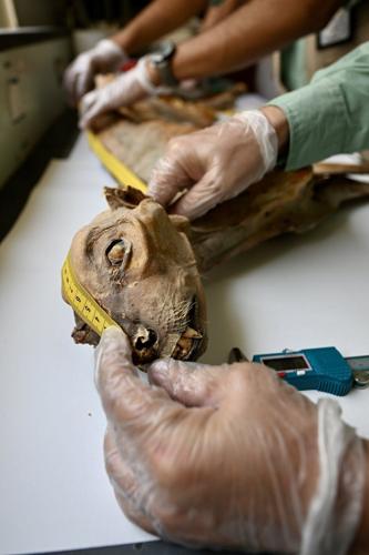 Mummified cheetahs found in Saudi caves shed light on lost populations