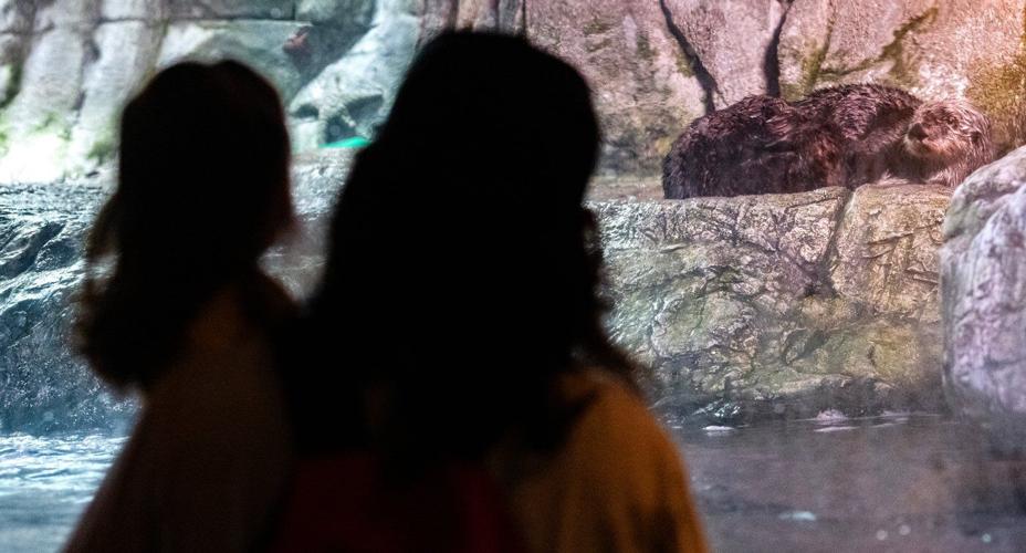 Sea otters unable to return to the wild form a mother-daughter bond in Aquarium’s surrogacy program