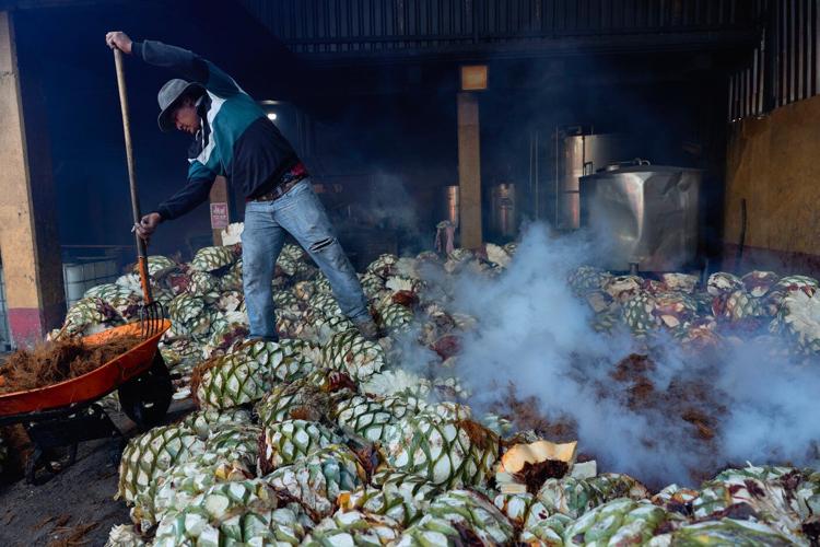 See how mezcal is made in Mexico