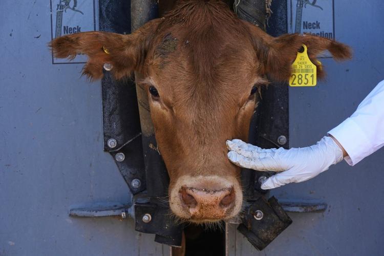 Mexican ranchers struggle to adapt as a tiny parasite ravages their cattle exports to the US