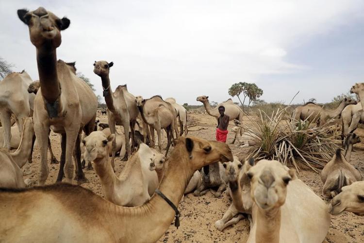 In brutal drought, Kenyan herders look for hope underground