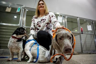 'Worse than COVID': Pet charity says demand for food nearly doubled in 2022