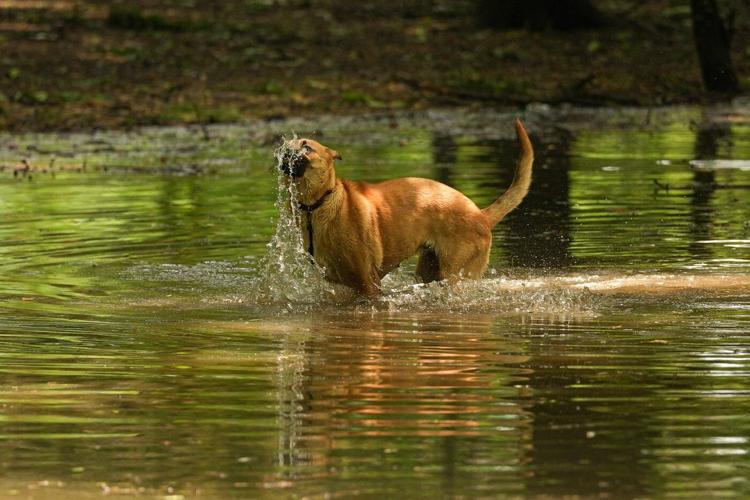 1 dead in Romania in a powerful storm after intense heat wave