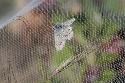 Decades after a US butterfly species vanished, a close relative is released to fill gap