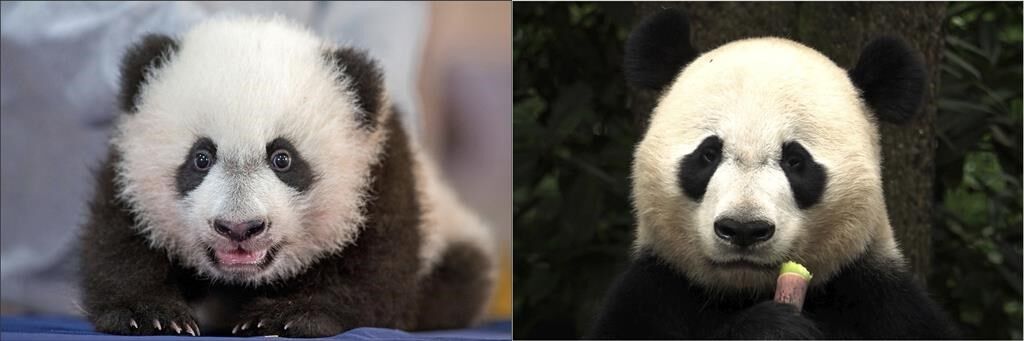 The winner in China's panda diplomacy: the pandas themselves