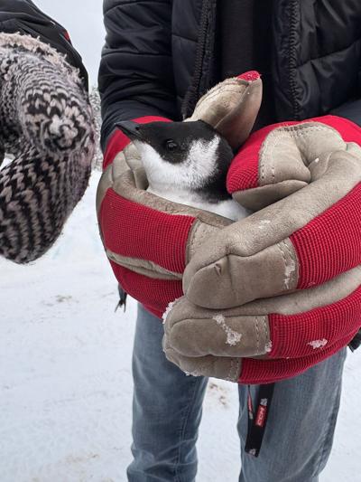 Seabirds that look like pint-sized penguins blown ashore in Newfoundland after storms