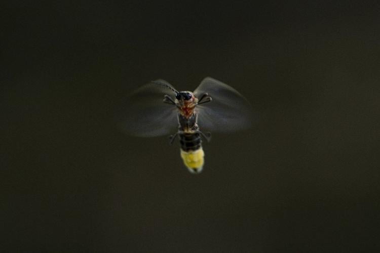 Fireflies are lighting up summer skies. But the glowing bugs are still on the decline