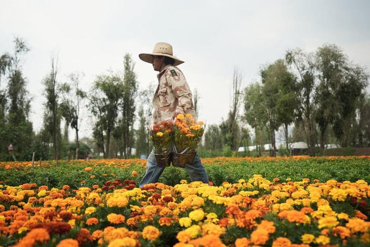This orange flower cloaks Mexico during Day of the Dead. Climate change is putting it at risk
