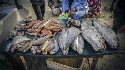 Foreign overfishing in Senegal fuels migration to Spain, a report finds