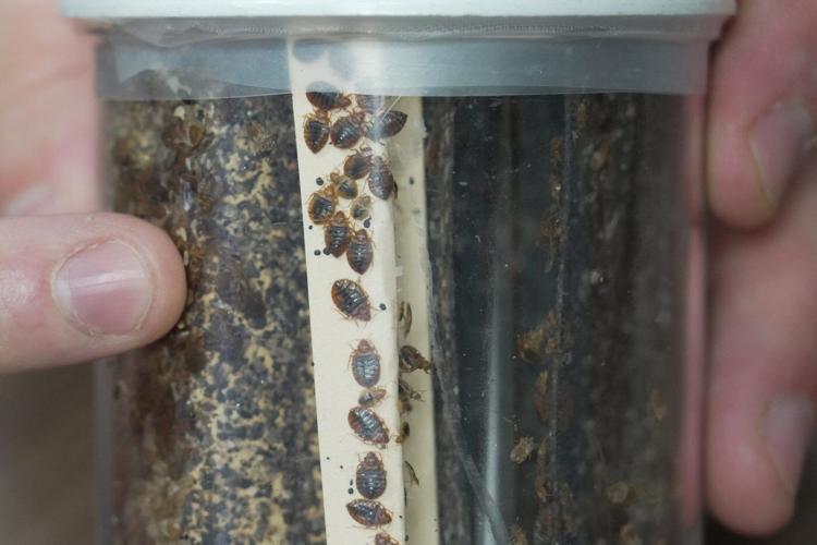 Bedbugs can cause people to lose sleep - and blood. Here's what to do about them