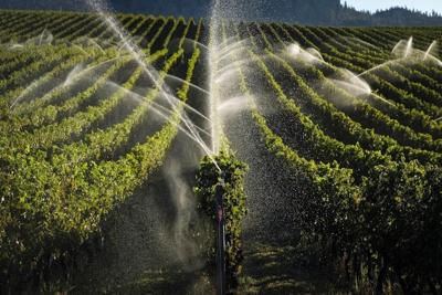 B.C. vineyards devastated by winter freeze, slashing wine output up to 56%: growers