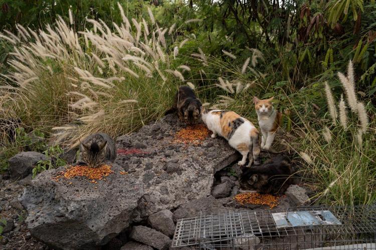Hawaii's Big Island bans feeding feral cats in an effort to help endangered native species
