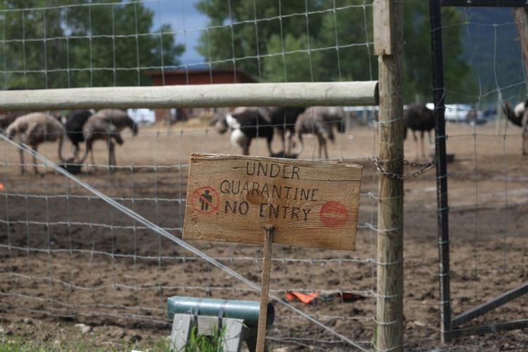 Photo Gallery: Protesters try to prevent ostrich farm cull after avian flu outbreak